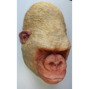 Dodenmasker Albino Gorilla